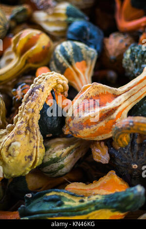 Tas de citrouilles et courges Banque D'Images