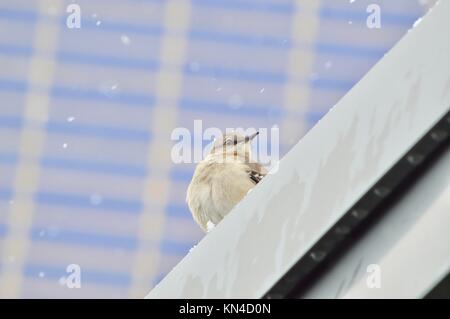 La sittelle à poitrine blanche assise sur Vire Banque D'Images