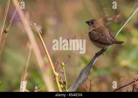 Portrait of Indian Silverbill assis sur une branche Looking at Camera Banque D'Images