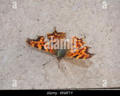 Butterfly sitting sur le mur gris. Le papillon a les ailes rouges avec des points noirs. Animalism. Banque D'Images