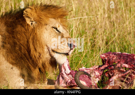 Beau mâle lion mange la chair d'un des gnous dans la savane africaine Banque D'Images