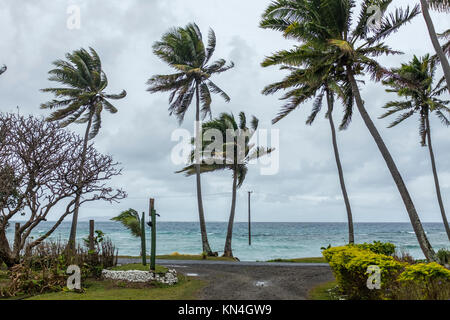 Le vent, palmiers et poteau télégraphique, Îles Fidji, Pacifique Ouest, le Pacifique Sud Banque D'Images