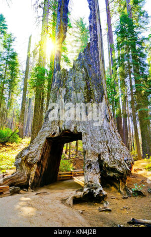 Voir des morts en tunnel tree, Tuolumne Grove Yosemite National Park Banque D'Images
