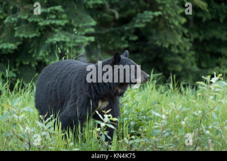 Ours noir (Ursus americanus), Whistler, British Columbia, Canada Banque D'Images