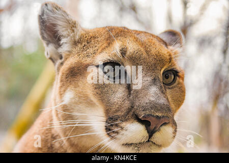 Close-up of a Cougar (Puma concolor) à l'ouest de la Caroline du Nord Nature Centre à Asheville, NC, USA Banque D'Images