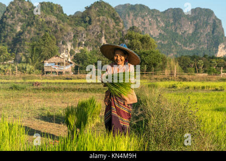 La femme dans le domaine de la récolte du riz, Hpa-an, au Myanmar Banque D'Images