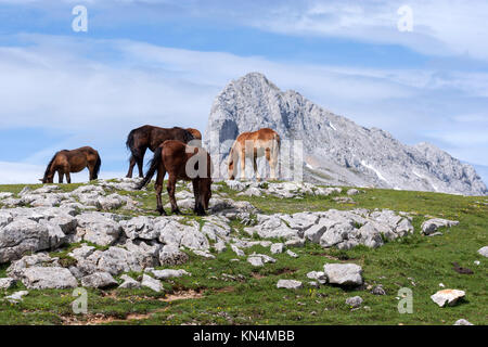 Chevaux à Picos de Europa, Fuente Dé, Camaleño, communauté autonome de Cantabrie, Espagne Banque D'Images