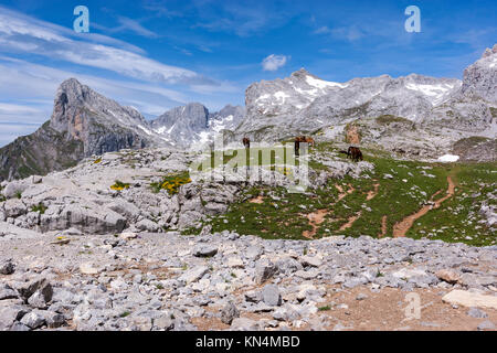Chevaux à Picos de Europa, Fuente Dé, Camaleño, communauté autonome de Cantabrie, Espagne Banque D'Images