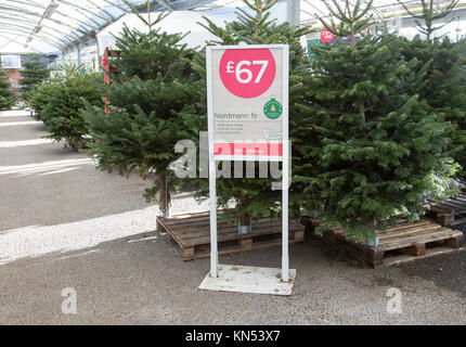 Les arbres de Noël sapin de Nordmann en vente pour £67 en jardin, Suffolk, Angleterre, RU Banque D'Images