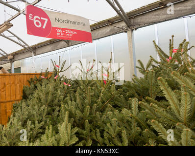 Les arbres de Noël sapin de Nordmann en vente pour £67 en jardin, Suffolk, Angleterre, RU Banque D'Images