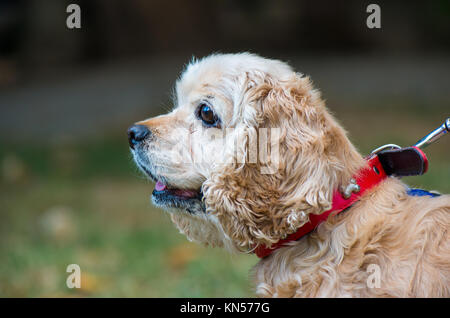 Cocker Anglais close-up Banque D'Images