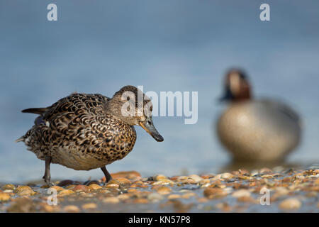 Teal / Krickente ( Anas crecca ), femme avec homme, paire de sarcelles, couple, laissant l'eau, monter sur la terre, marche vers le haut de la Banque mondiale, l'Europe. Banque D'Images