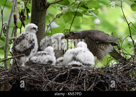 Fauve / Sperber ( Accipiter nisus ), prendre soin de son alimentation femelle grandi de poussins, de la faune, de l'Europe. Banque D'Images