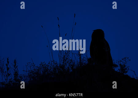 Grand / Owl Bubo bubo Europaeischer Uhu ( ) la nuit, perché sur le bord d'une fosse de sable, silhouetté contre le ciel bleu foncé, de la faune, de l'Europe. Banque D'Images