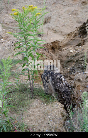 Grand Duc ( Bubo bubo ), d'oiseaux adultes, reposant à côté d'une fleur au bord d'un canal de drainage naturel dans une carrière de gravier, de la faune, de l'Europe. Banque D'Images