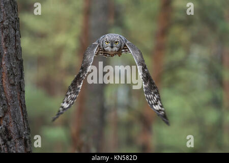 Grand Duc hibou / Virginia-Uhu / Tiger ( Bubo virginianus ) voler à travers un bois de conifères, secret, vol silencieux. Banque D'Images