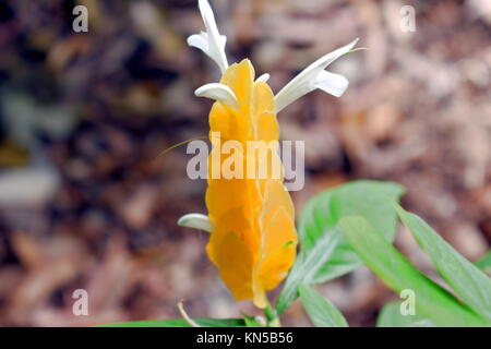 Pachystachys lutea, l'usine de sucette. Banque D'Images