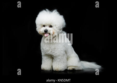 Beau jeune niçoise bichon chien assis sur fond noir. copier l'espace. Banque D'Images