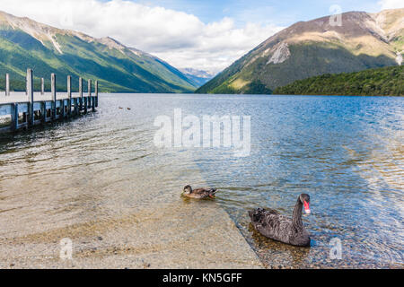 Black Swan et le canard sur le lac Rotoiti, Tasman, île du Sud, Nouvelle-Zélande Banque D'Images