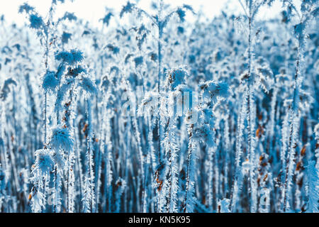 L'herbe haute dans la neige, hiver en bleu fond Banque D'Images
