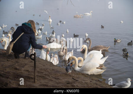 Femme inconnue se nourrir les cygnes et les canards sur la rivière Vltava à Prague Banque D'Images