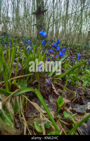 Fleurs de Printemps, la première floraison, ephemeroid plante liliacée vivace bulbifère. Squill de Sibérie, le mercure (Scilla siberica). Perce-neige sur la côte de la mer Noire du Caucase. Banque D'Images