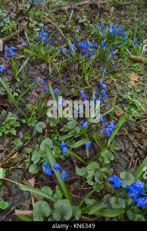 Fleurs de Printemps, la première floraison, ephemeroid plante liliacée vivace bulbifère. Squill de Sibérie, le mercure (Scilla siberica). Perce-neige sur la côte de la mer Noire du Caucase. Banque D'Images