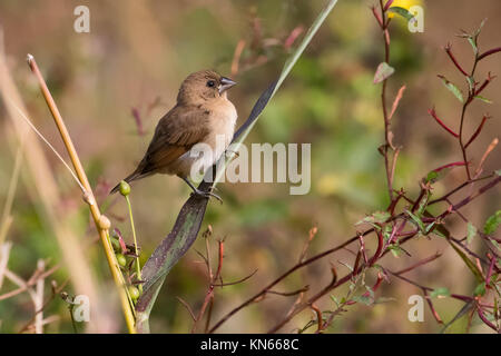 Portrait of Indian Silverbill assis sur une branche Looking at Camera Banque D'Images