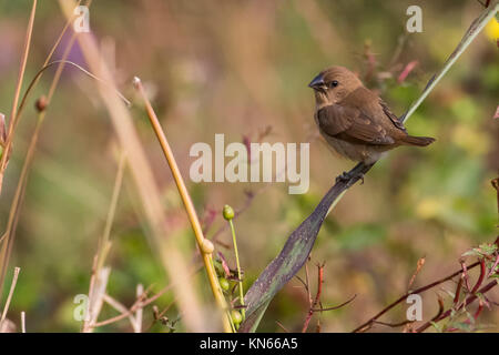 Portrait of Indian Silverbill assis sur une branche Looking at Camera Banque D'Images