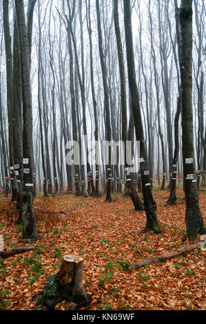 Tagged arbres. L'industrie du bois et l'exploitation forestière. Banque D'Images