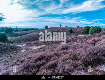 Blooming Heather Posbank Veluwe Pays-bas , Pays-Bas paysage hollandais Banque D'Images