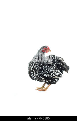 Wyandotte Poulet bantam lacé argent isolé en fond blanc Banque D'Images