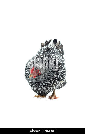 Wyandotte Poulet bantam lacé argent isolé en fond blanc Banque D'Images