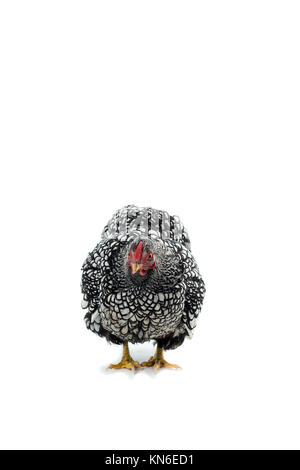 Wyandotte Poulet bantam lacé argent isolé en fond blanc Banque D'Images