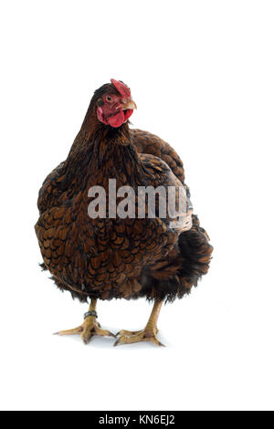 Gros Poulet lacé Wyandotte doré isolé en vue de face fond blanc Banque D'Images