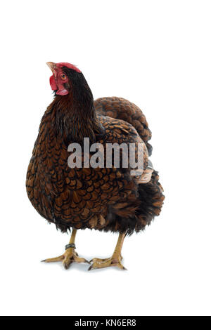 Gros Poulet lacé Wyandotte doré isolé en vue de face fond blanc Banque D'Images