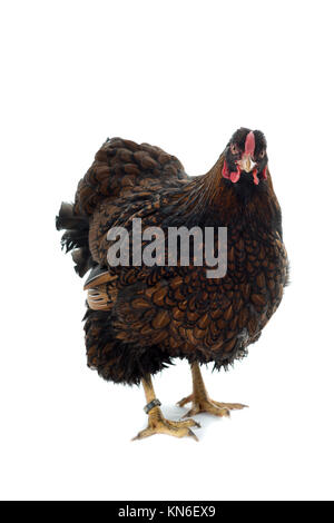 Gros Poulet lacé Wyandotte doré isolé en vue de face fond blanc Banque D'Images