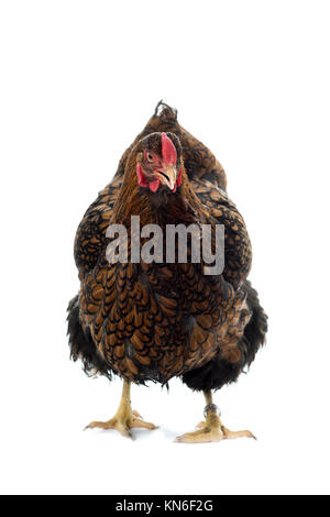 Gros Poulet lacé Wyandotte doré isolé en vue de face fond blanc Banque D'Images