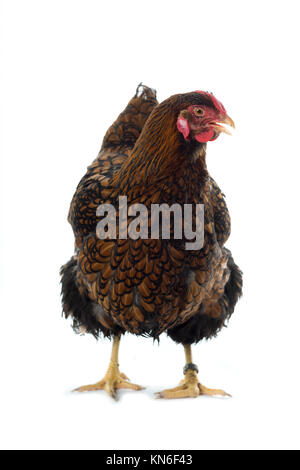 Gros Poulet lacé Wyandotte doré isolé en vue de face fond blanc Banque D'Images