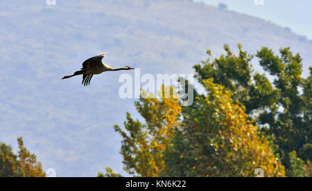 Oiseau en vol. En vol de la grue. La grue cendrée (Grus grus), également connu sous le nom de la grue eurasienne. Banque D'Images