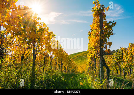 Vineyard Vin Lignes de jour en extérieur changement des saisons automne les feuilles d'automne l'Agriculture Agriculture coloré Couleurs chaudes Banque D'Images