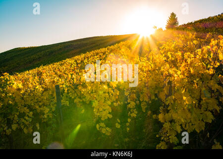 Vineyard Vin Lignes de jour en extérieur changement des saisons automne les feuilles d'automne l'Agriculture Agriculture coloré Couleurs chaudes Banque D'Images