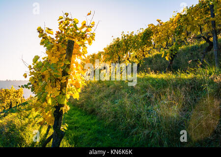 Vineyard Vin Lignes de jour en extérieur changement des saisons automne les feuilles d'automne l'Agriculture Agriculture coloré Couleurs chaudes Banque D'Images