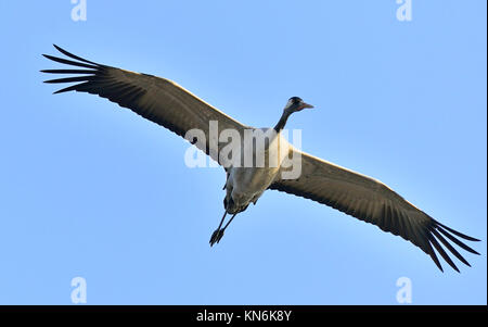 Oiseau en vol. En vol de la grue. La grue cendrée (Grus grus), également connu sous le nom de la grue eurasienne. Banque D'Images