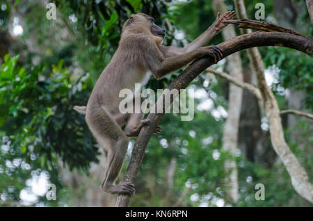 Jeune singe foret arbre d'escalade dans la forêt tropicale de Nigeria Banque D'Images