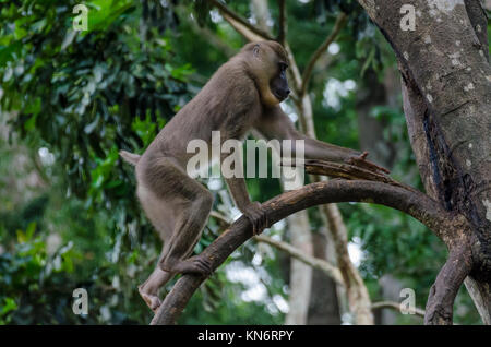 Jeune singe foret arbre d'escalade dans la forêt tropicale de Nigeria Banque D'Images