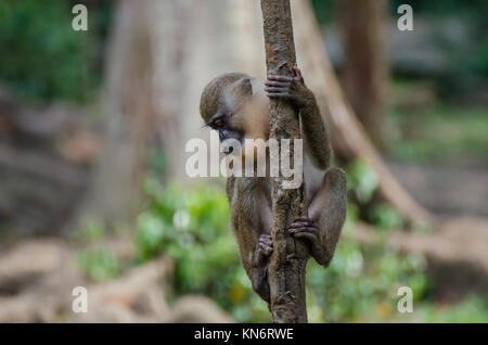 Jeune singe foret petit arbre d'escalade en forêt tropicale de Nigeria Banque D'Images