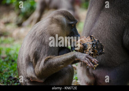 Singe de forage se nourrissant de patate douce en forêt tropicale de Nigeria Banque D'Images