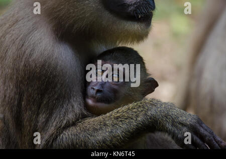 Percer monkey baby dans les bras de la mère dans la pluie forêt de Nigeria Banque D'Images