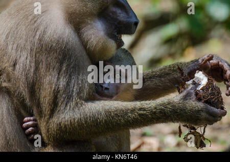 Percer monkey baby dans les bras de la mère dans la pluie forêt de Nigeria Banque D'Images